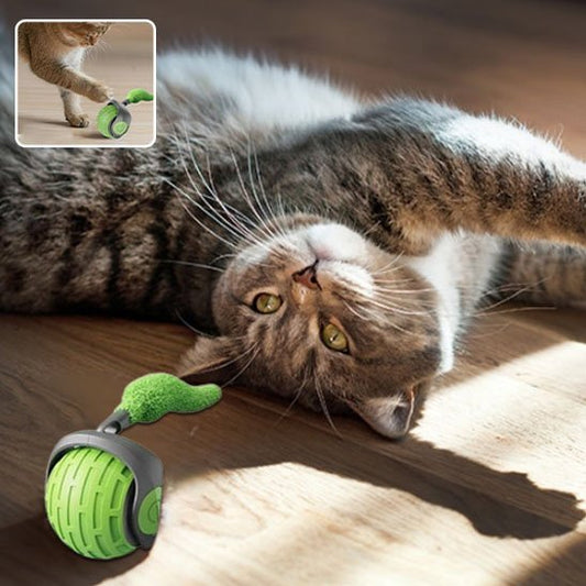 Jouet Chat Interactif | ChasseFéline